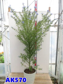 【選べる現品発送】セアノサス　8号フレグラー鉢植え　Lサイズ　苗木【AKL】