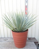 楽天市場】ユッカ ロストラータ（種類（植物）ユッカ）の通販