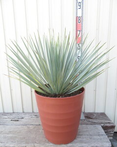 観葉植物 ユッカロストラータ 10号」の人気商品一覧・価格比較 - 価格.com