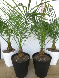 楽天市場】 すべて > 樹木コーナー > 観葉植物 > フェニックス 