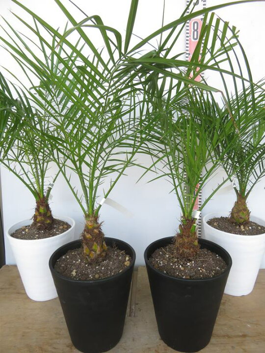 楽天市場】【選べる現品発送】フェニックス ロベレニー 6号鉢植え 苗木 
