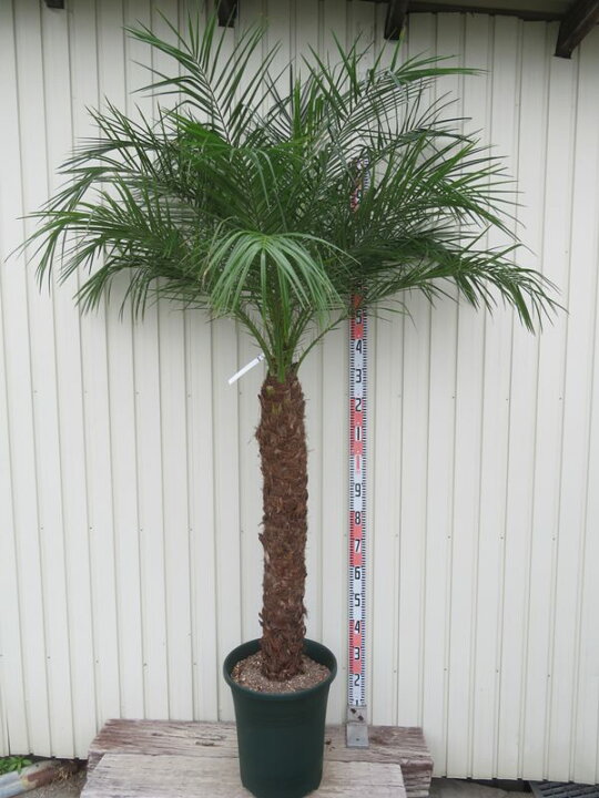 楽天市場】【現品発送】フェニックス ロベレニー 特大 幹太 12号鉢植え 