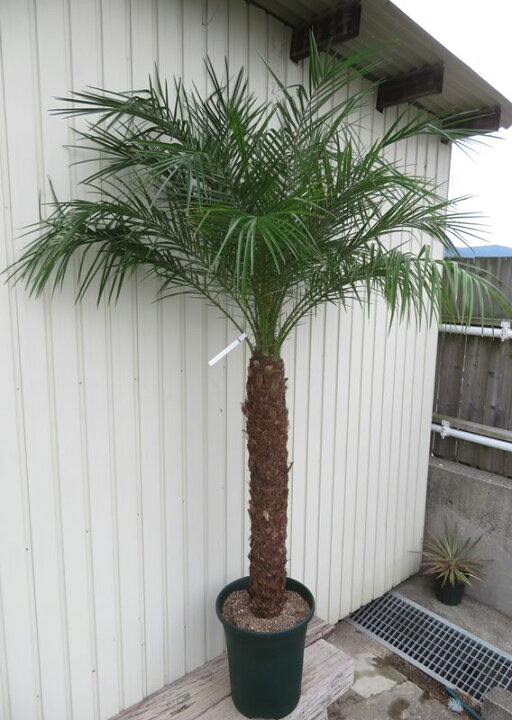 楽天市場】【現品発送】フェニックス ロベレニー 特大 幹太 12号鉢植え 