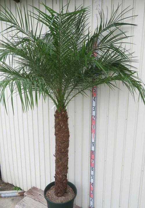 楽天市場】【現品発送】フェニックス ロベレニー 特大 幹太 12号鉢植え 