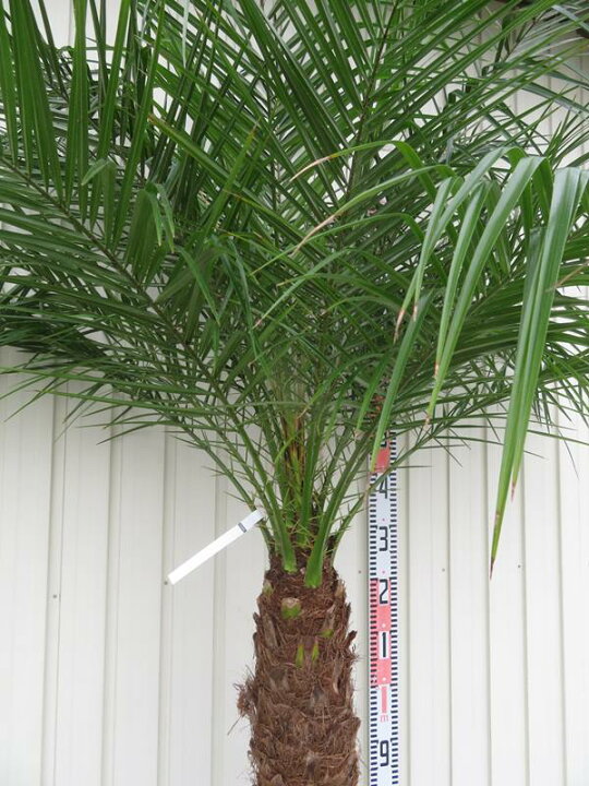 楽天市場】【現品発送】フェニックス ロベレニー 特大 幹太 12号鉢植え 