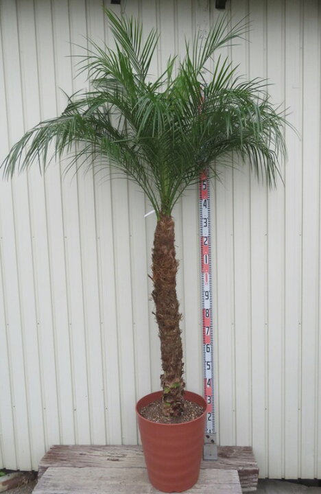 楽天市場】【現品発送】フェニックス ロベレニー 特大 12号鉢植え【F 
