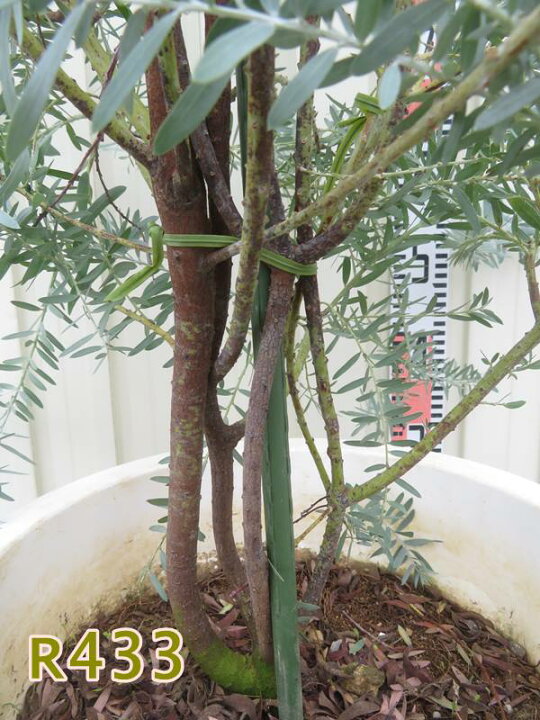 楽天市場】【現品発送】アカシア ブルーブッシュ 苗木 10号鉢植え【R 