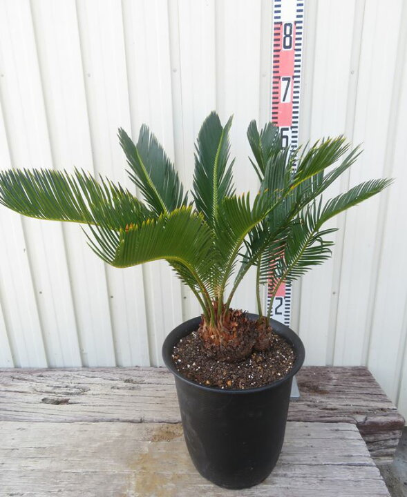 楽天市場】【現品発送】金環蘇鉄(キンカンソテツ) 8号鉢植え 2ヘッド 