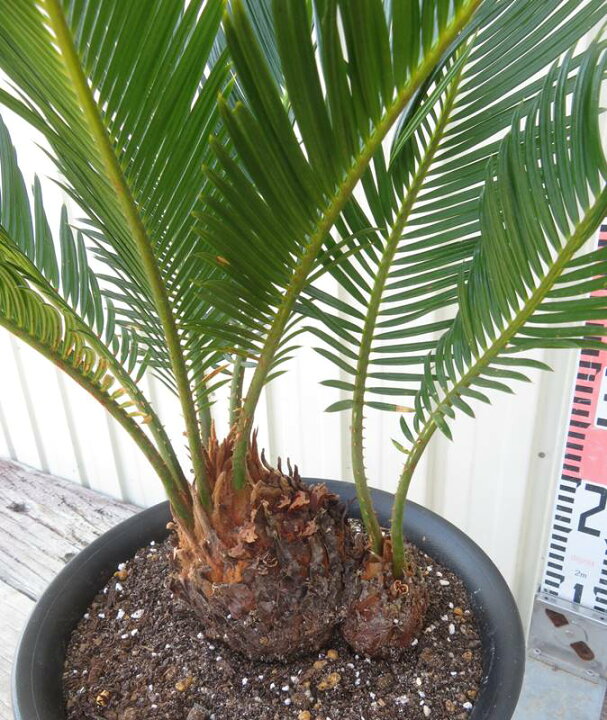 楽天市場】【現品発送】金環蘇鉄(キンカンソテツ) 8号鉢植え 2ヘッド 