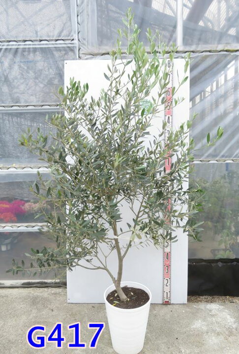 楽天市場】【選べる現品発送】オリーブの木 ミッション 10号鉢植え 