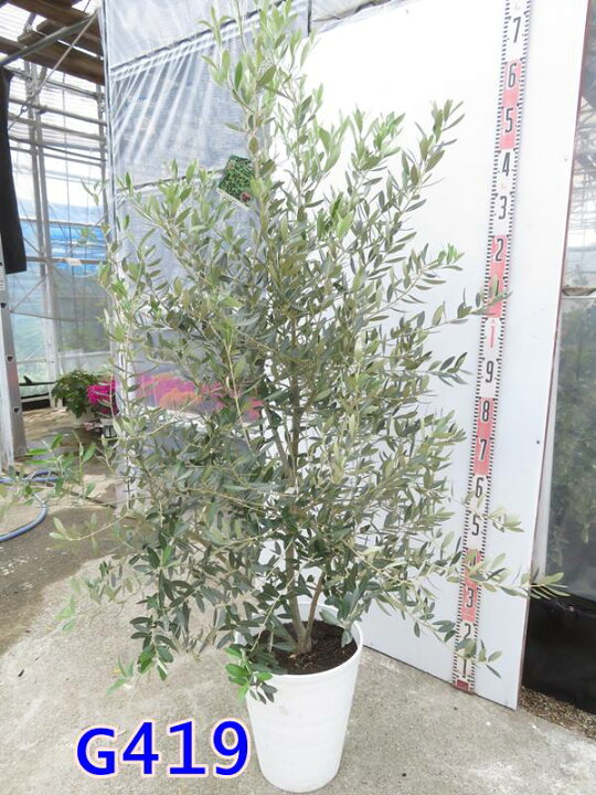 楽天市場】【選べる現品発送】オリーブの木 ミッション 10号鉢植え 