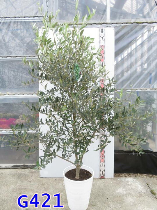 楽天市場】【選べる現品発送】オリーブの木 ミッション 10号鉢植え 