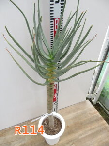 �y�I�ׂ錻�i�����z�A���G�@�f�B�R�g�}�@����L�@6���@�c�؁yR�z