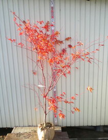 【現品】サンゴカクモミジ　(珊瑚閣紅葉)　苗木　樹高2.0m　215