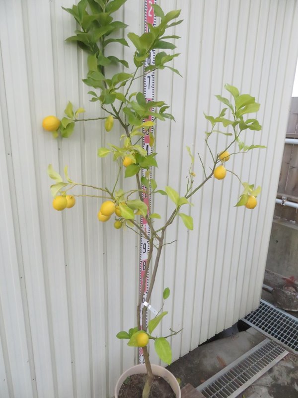 楽天市場】【現品発送】レモンの木（檸檬） 苗木 10号鉢植え 7003 