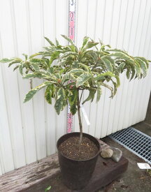 【現品発送】斑入り枇杷の木（フイリビワ）　苗木(接木苗) 　10号フレグラー鉢植え　M140