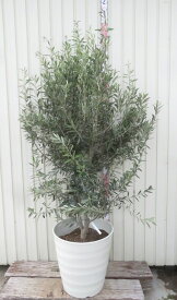 【現品発送】オリーブの木 シプレシーノ　特大　苗木　13号フレグラー鉢植え　樹高1.7m　C705