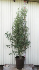 【現品発送】オリーブの木 シプレシーノ　大株　苗木　12号フレグラー鉢植え（DB）　E630