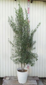 【現品発送】オリーブの木 シプレシーノ　大株　苗木　12号フレグラー鉢植え（IV）　E633