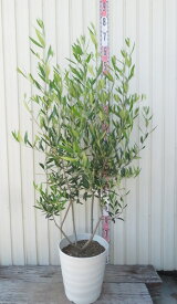 【現品発送】オリーブの木　ひなかぜ(ヒナカゼ)　苗木　10号フレグラー鉢植え　A185