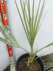 【現品発送】ナンノロプス　アラビカシルバー（耐寒性椰子ヤシの木）　9号鉢植え　苗木