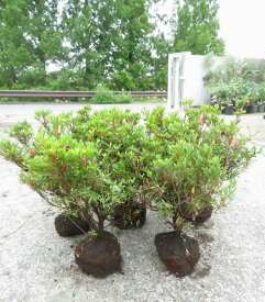 サツキツツジ　葉張り40cm　10本セット