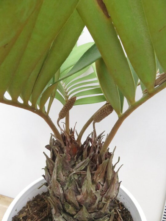 楽天市場】【現品発送】ザミア プミラ 8号セラアート鉢植え : 千草園芸