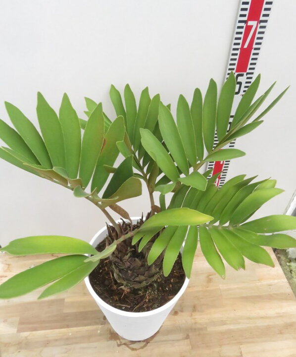 楽天市場】【現品発送】ザミア プミラ 8号セラアート鉢植え : 千草園芸