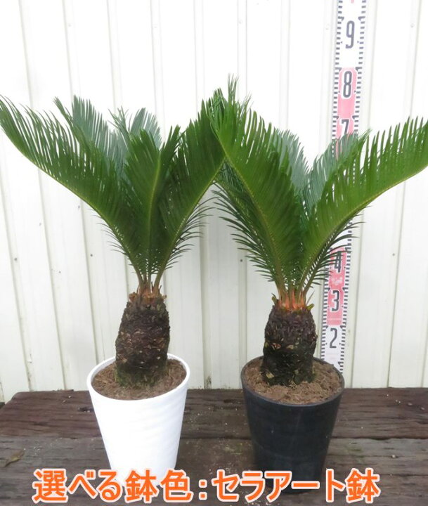楽天市場】【選べる現品発送】ソテツ（蘇鉄) 苗木 6号セラアート鉢植え 