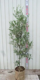オリーブの木　シプレシーノ　苗木　樹高約1.1m