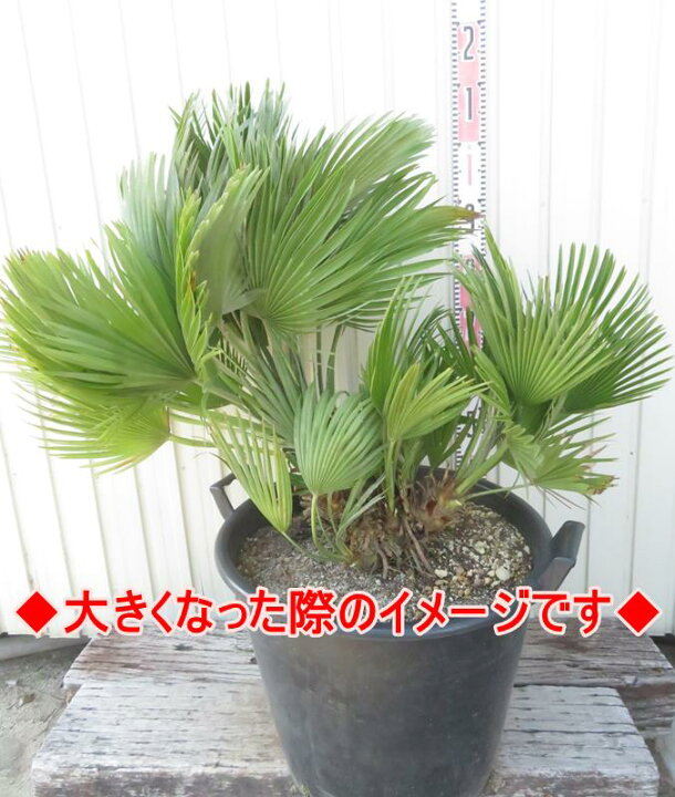 楽天市場】【現品発送】チャメロプス ボルケーノ 8号鉢植え K992 