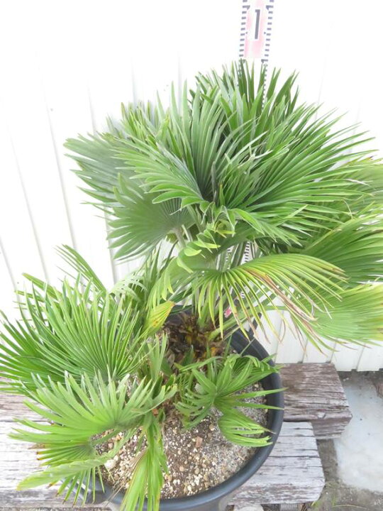 楽天市場】【現品発送】チャメロプス ボルケーノ 大株 15号鉢植え  