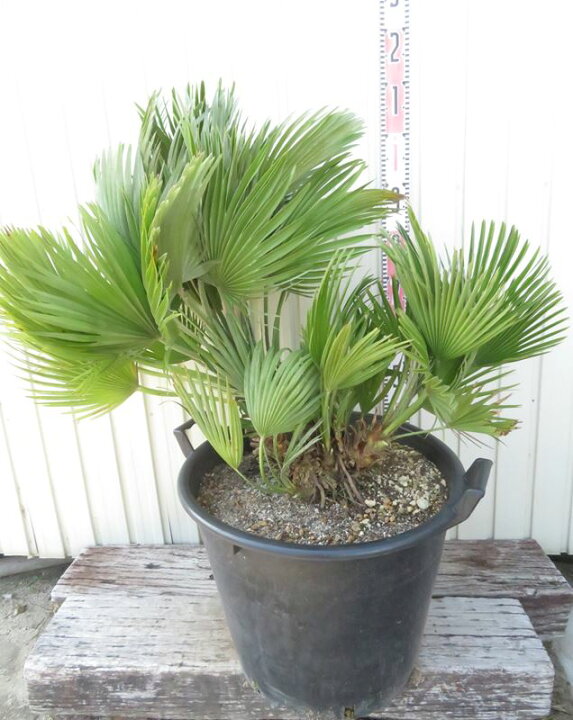 楽天市場】【現品発送】チャメロプス ボルケーノ 大株 15号鉢植え 