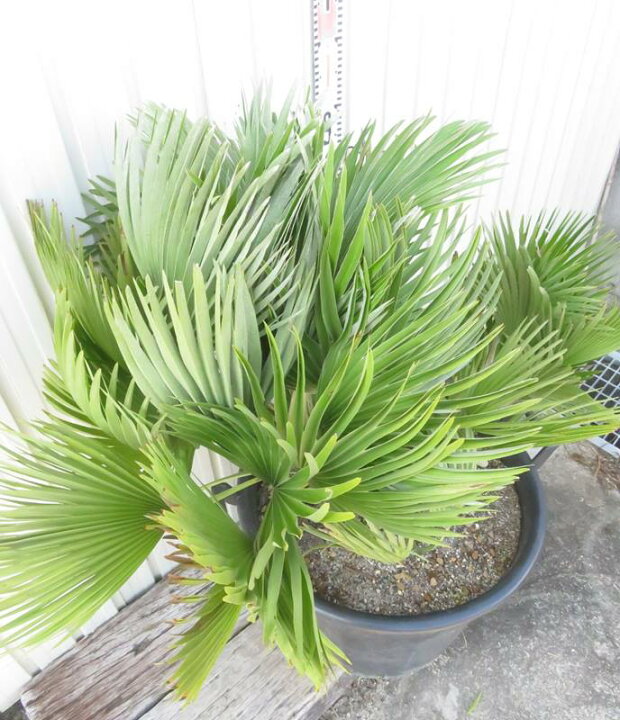 楽天市場】【現品発送】チャメロプス ボルケーノ 大株 15号鉢植え  