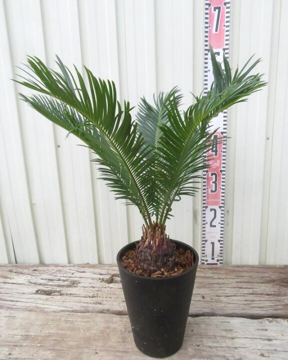 楽天市場】ソテツ（蘇鉄) 苗木 5号鉢植え : 千草園芸