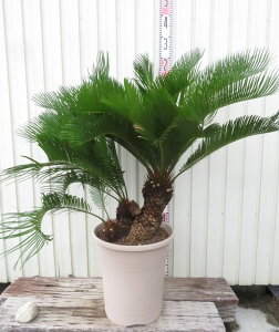 yizPhS(A}~q\ec)@劔@c؁@12A@S661