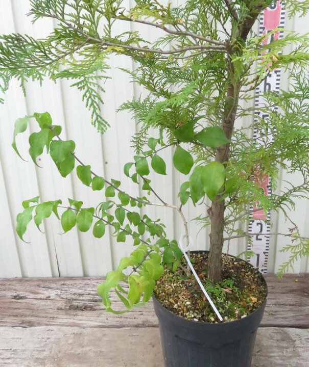 楽天市場】【現品発送】ツクバネ 7号（g3）(寄生主ヒノキ) F364 : 千草園芸