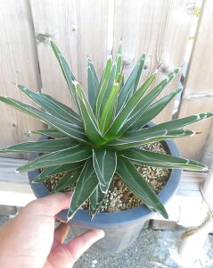 yizAKx @̐@t25cm@7A@@h34