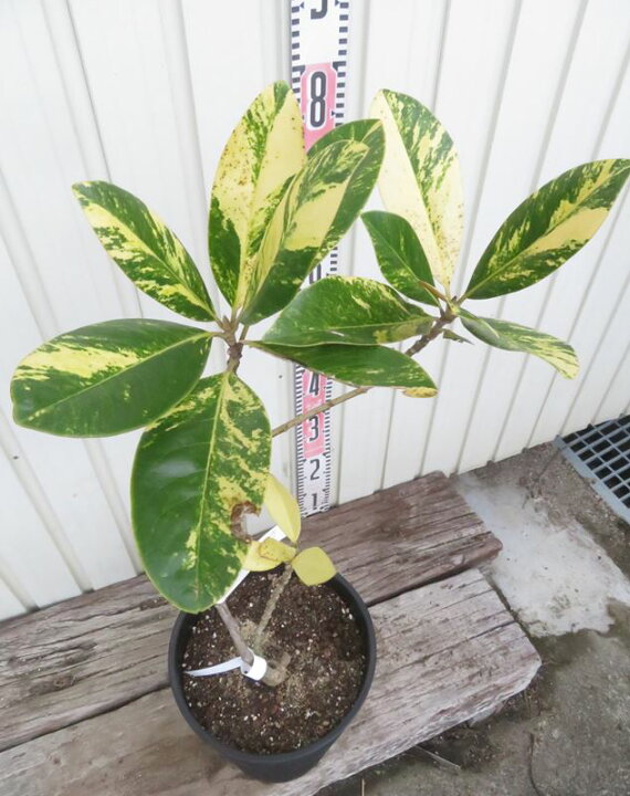 楽天市場】【現品発送】斑入りタイサンボク 苗木 8号セラアート鉢植え 