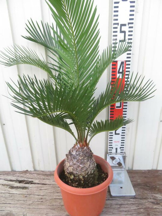 楽天市場】ソテツ（蘇鉄) 苗木 5号鉢植え : 千草園芸 