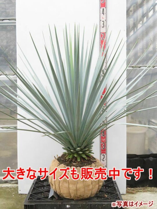 楽天市場】ユッカ リギダ 苗木 5号鉢【h14sotoni】 : 千草園芸