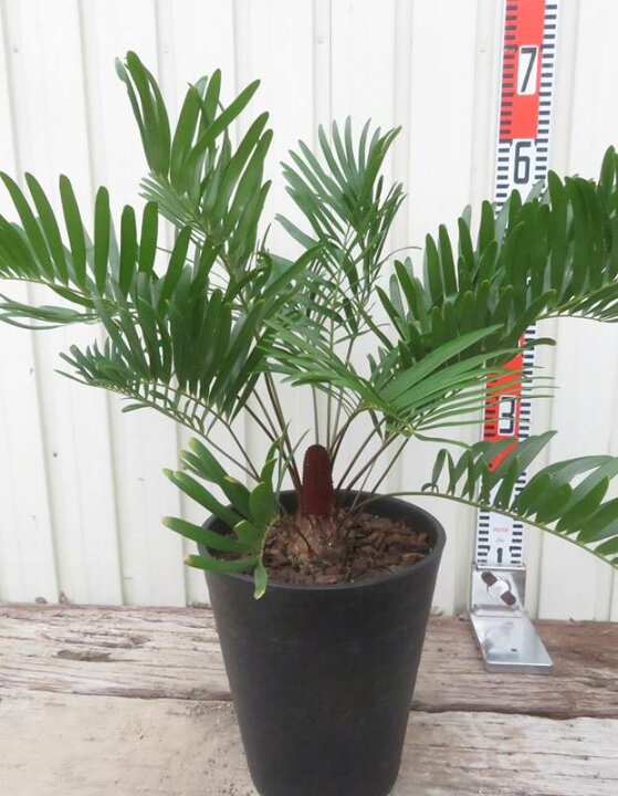 楽天市場】【現品発送】ザミア フロリダーナ 7号鉢植え （f05） : 千草園芸