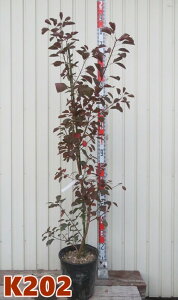 yIׂ錻izX[Nc[@_XL[Cf@8A@1.2m`yKz