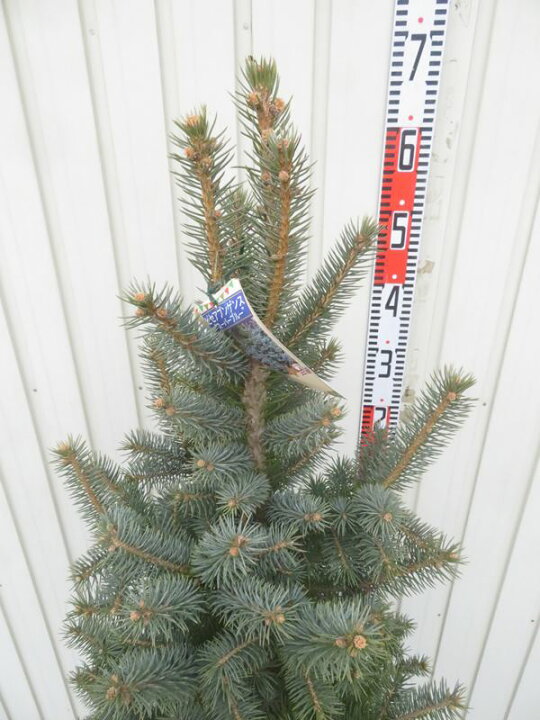 picea pungens クリスマスツリー プンゲンストウヒ スパーブルー 挟まれ