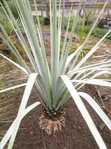 観葉植物 ユッカリギダ」の人気商品一覧 | 安い商品を通販サイトから 
