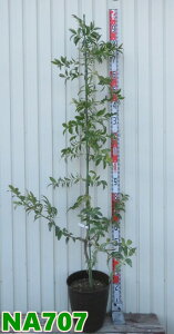 【選べる現品】斑入り葉ナギノキ(梛の木)流星(リュウセイ) 苗木 9号フレグラー鉢植え(ダークブラウン)【NA】