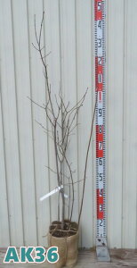 【選べる現品発送】クロバナロウバイ(黒花蝋梅)苗木 株立ち 樹高90cm〜