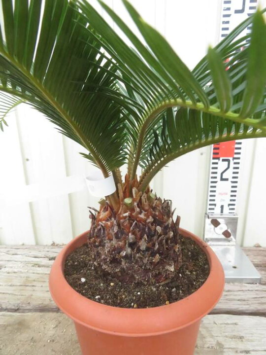 楽天市場】【現品発送】ソテツ（蘇鉄) 苗木 6号鉢植え【AK】42 : 千草園芸