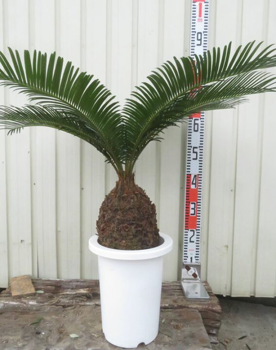 楽天市場】ソテツ（蘇鉄) 苗木 7号鉢植え（f05） : 千草園芸