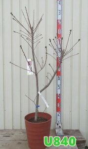 yizX[Nc[@utHEX@c؁@8tO[A